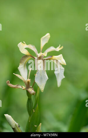 Fleur de l'iris fétide (Iris foetidissima), Surrey, Angleterre, peut. Banque D'Images