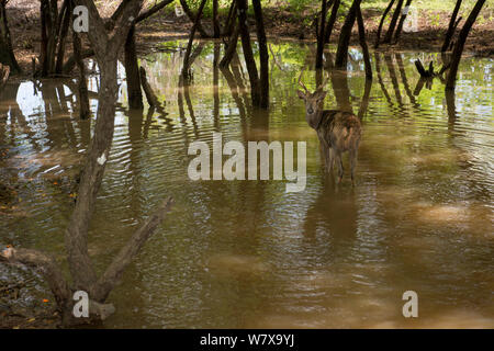 Sambar Sunda ou Timor Oriental (cerfs Rusa timorensis) à l'arrière, pataugeant dans l'eau, le Parc National de Komodo, en Indonésie. Banque D'Images