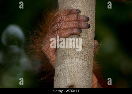 Orang-outan (Pongo pygmaeus) Main et doigts holding branch, Camp Leakey, parc national de Tanjung Puting, centre de Kalimantan, Bornéo, Indonésie. Banque D'Images