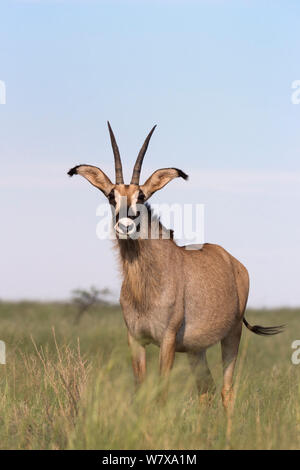 Roan (Hippotragus equinus) portrait, Mokala National Park, Afrique du Sud, février Banque D'Images