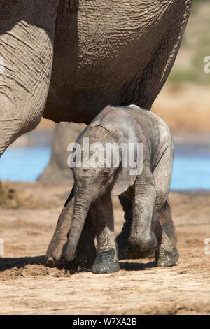 Nouveau-né'éléphant africain (Loxodonta africana) calf marchant à côté de sa mère, l'Addo Elephant National Park, Afrique du Sud, février Banque D'Images