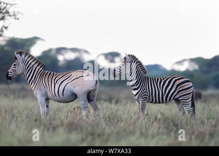 Croupion pâle zebra (Equus quagga), partie de la moule quagga Project qui vise à ramener la moule quagga, une sous-espèce du zèbre des plaines (Equus quagga burchelli), à côté de zèbre des plaines, commune du Parc National Mokala, province du Nord, Afrique du Sud, février Banque D'Images