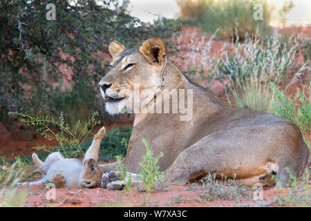 Lionne d'Afrique (Panthera leo) avec petit cub, Kgalagadi Transfrontier Park, Afrique du Sud , janvier 2014 Banque D'Images