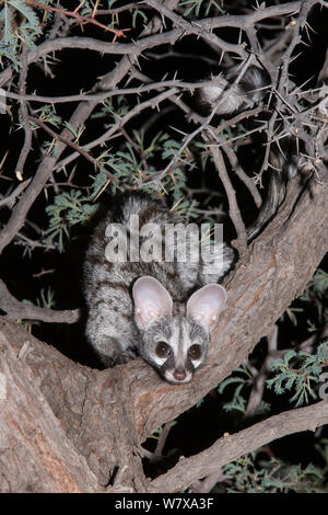 Petite chouette genet Genetta genetta) (vu de l'un acacia dans la nuit, Kgalagadi Transfrontier Park, Afrique du Sud, janvier Banque D'Images
