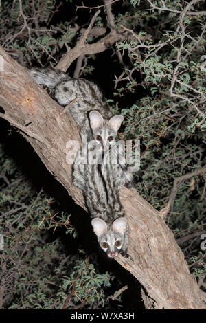 Deux petits points (Genetta genetta) genets dans un acacia, Kgalagadi Transfrontier Park, Afrique du Sud, janvier 2014 Banque D'Images