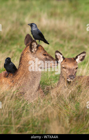 Deux hinds red deer (Cervus elaphus) avec les choucas (Corvus monedula), Arran, Ecosse, octobre 2013. Le choucas supprimer parasites des cerfs&# 39 ; fur et à tirer les cheveux pour le matériel du nid. Banque D'Images