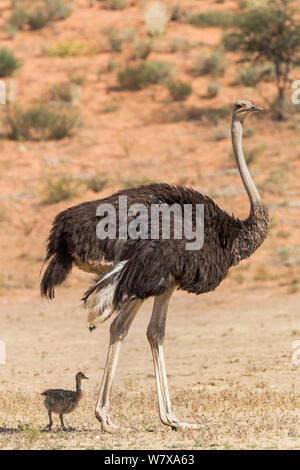 Autruche (Struthio camelus) femelle avec chick debout dans l'ombre, Kgalagadi Transfrontier Park, Northern Cape, Afrique du Sud, février Banque D'Images