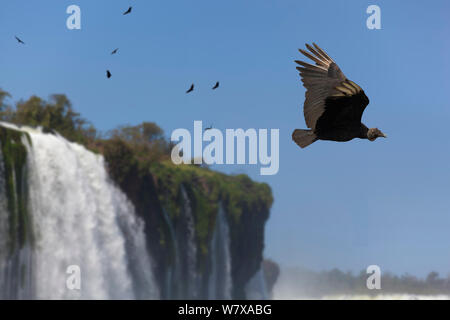 Les vautours noirs (Coragyps atratus) en vol au dessus de chutes d'Iguaçu, Brésil/Argentine, du côté brésilien. Septembre 2010. Banque D'Images