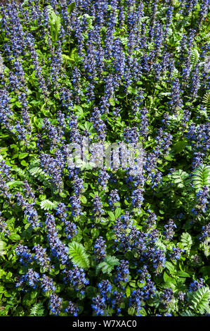 Blue bugle (Ajuga reptans) en fleur, en Belgique, en avril. Banque D'Images