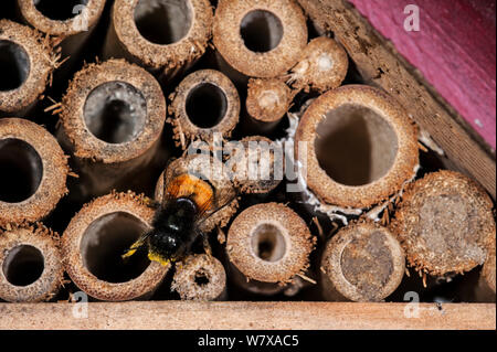 / Abeilles Osmia cornuta builder (BEE) chargés de pollen et de nectar, entrant dans des nids &# 39;hôtel insectes&# 39 ; pour les abeilles solitaires. Belgique, avril. Banque D'Images