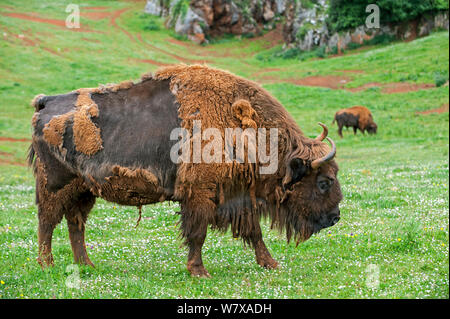 Bison d'Europe / Bison (Bison bonasus) mue, parc de Cabarceno, Cantabria, Espagne, mai. En captivité, se produit dans la Pologne, la Lituanie, la Biélorussie, la Russie, l'Ukraine et la Slovaquie. Banque D'Images