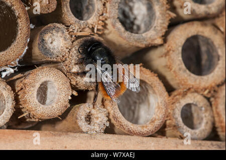 / Abeilles Osmia cornuta builder (BEE) à man-made &# 39;hôtel insectes&# 39 ; pour les abeilles solitaires, d'étanchéité dans la cavité du nid avec de la boue, Belgique, avril. Banque D'Images