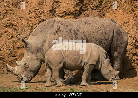 Le rhinocéros blanc (Ceratotherium simum), femelle et son veau, parc de Cabarceno, Cantabrie, Espagne. En captivité, se produit dans le sud de l'Afrique. Banque D'Images