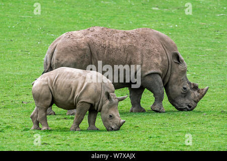 Le rhinocéros blanc (Ceratotherium simum), femelle et son veau le pâturage, parc de Cabarceno, Cantabrie, Espagne. En captivité, se produit dans le sud de l'Afrique. Banque D'Images