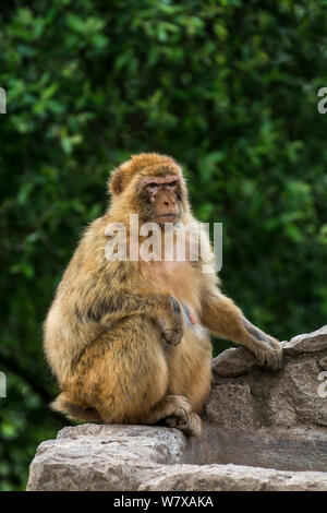 Macaque de Barbarie (Macaca sylvanus) Parc de Cabarceno, Cantabrie, Espagne. En captivité, se produit dans le Nord de l'Afrique et Gibraltar. Banque D'Images