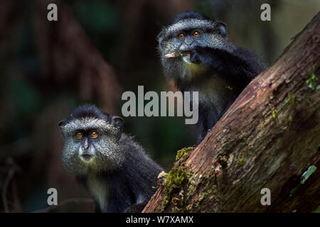 Stulmann&# 39;s blue monkey (Cercopithecus mitis stuhlmanni) les bébés âgés de 9 à 12 mois en jouant sur un arbre tombé. Forêt de Kakamega au sud, Province de l'Ouest, au Kenya. Banque D'Images