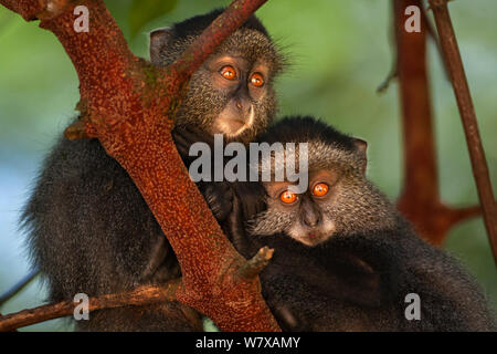 Stulmann&# 39;s blue monkey (Cercopithecus mitis stuhlmanni) les bébés âgés de 9 à 12 mois s'entasser dans un arbre. Forêt de Kakamega au sud, Province de l'Ouest, au Kenya. Banque D'Images