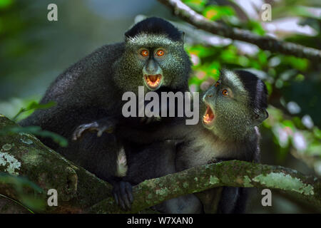 Stulmann&# 39;s blue monkey (Cercopithecus mitis stuhlmanni) les bébés âgés de 9-12 mois jouer les combats. Forêt de Kakamega au sud, Province de l'Ouest, au Kenya. Banque D'Images