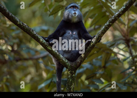 Stulmann&# 39;s blue monkey (Cercopithecus mitis stuhlmanni) femme assise dans un arbre. Forêt de Kakamega au sud, Province de l'Ouest, au Kenya. Banque D'Images