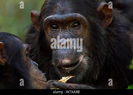 L'Est de chimpanzé (Pan troglodytes) schweinfurtheii adolescente &# 39;Flirter&# 39 ; âgé de 13 ans se nourrissant sur les coupelles de semences vu par les jeunes femmes et orphelins# 39;Mambo&# 39 ; âgés de 7 ans. Le Parc National de Gombe, en Tanzanie. Banque D'Images