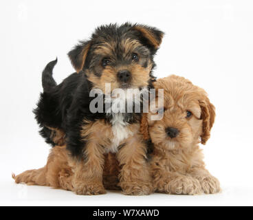 Cavalier King Charles Spaniel Poodle x 'croix' Cavapoo puppy, l'âge de 7 semaines, et Yorkshire Terrier chiot à l'âge de 8 semaines. Banque D'Images