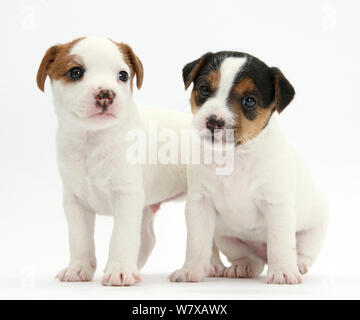 Deux chiots Jack Russell Terrier, l'âge de 4 semaines. Banque D'Images