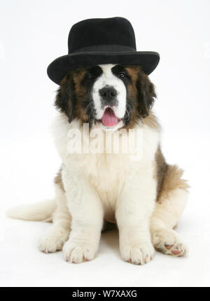 Saint Bernard minet, portant un chapeau noir. Banque D'Images