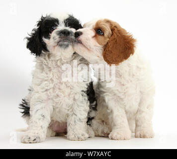 Cavalier King Charles Spaniel x 'caniche' Cavapoo chiots, l'âge de 6 semaines. Banque D'Images