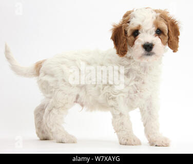 Rouge et blanc mignon Cavalier King Charles Spaniel x 'caniche' Cavapoo puppy, 6 semaines, debout. Banque D'Images