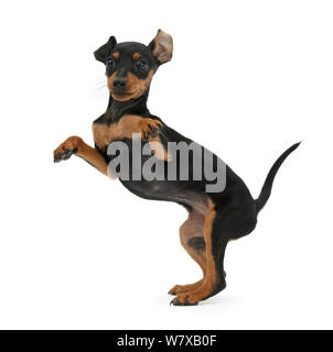 Chiot pinscher nain, la lecture. Banque D'Images