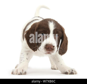 Chiot Épagneul Springer Anglais de travail, 6 semaines, à l'attitude ludique. Banque D'Images