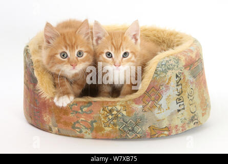 Chatons de gingembre, 8 semaines, dans un lit de chat. Banque D'Images