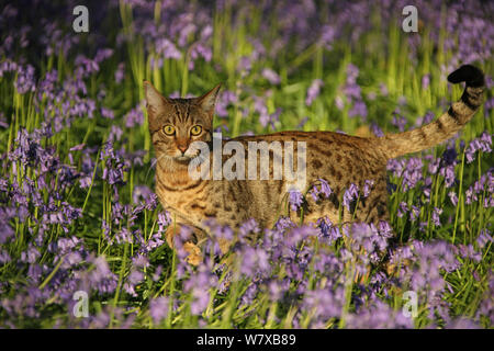 Bengal chat rôdant par bluebells. Banque D'Images