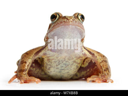 Grenouille Rousse (Rana temporaria) Surrey, Angleterre, Royaume-Uni. En captivité. Banque D'Images