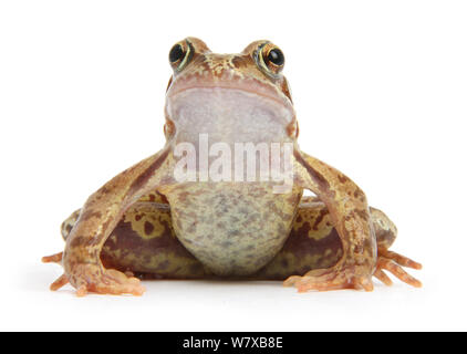 Grenouille Rousse (Rana temporaria) Surrey, Angleterre, Royaume-Uni. En captivité. Banque D'Images