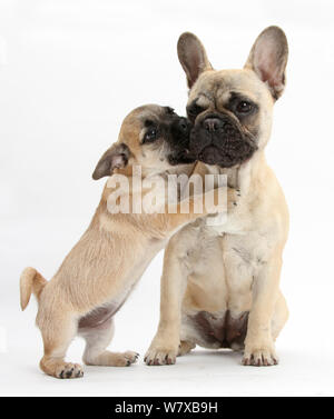 Le PUG x Jack Russell Terrier 'jug' chiot, l'âge de 9 semaines, jouant avec Bouledogue Français Banque D'Images