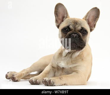 Bouledogue français couché. Banque D'Images