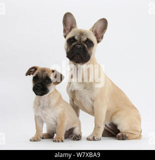 Le PUG x Jack Russell Terrier 'jug' chiot, l'âge de 9 semaines, et Bouledogue Français. Banque D'Images