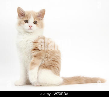 Le gingembre et blanc chaton sibérien, l'âge de 16 semaines, assis avec une patte relevée. Banque D'Images