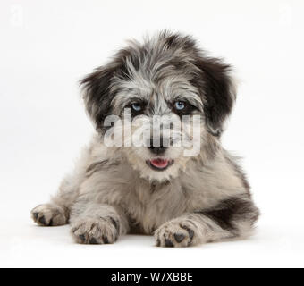 Collie bleu merle et 'caniche' Cadoodle chiot. Banque D'Images