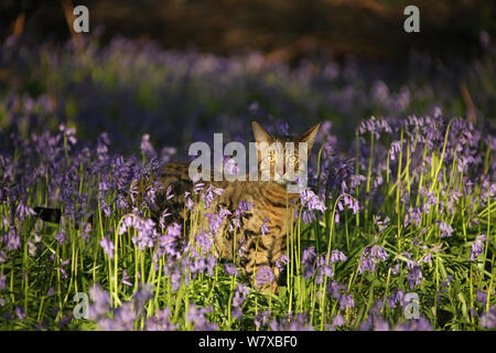 Bengal chat rôdant par bluebells. Banque D'Images