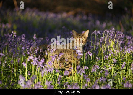 Bengal chat rôdant par bluebells. Banque D'Images