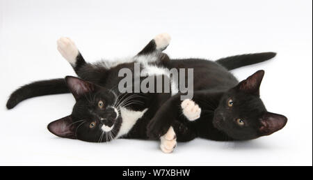 Noir et noir et blanc chatons mâles tuxedo, l'âge de 12 semaines, le mensonge avec les pattes liées. Banque D'Images