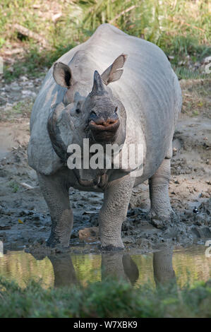 Rhinocéros à une corne, indien (Rhinoceros unicornis), Parc national de Kaziranga, Assam, Inde. Banque D'Images