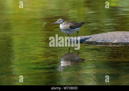 Chevalier solitaire (Tringa solitaria), l'Acadia National Park, Maine, USA, août. Banque D'Images