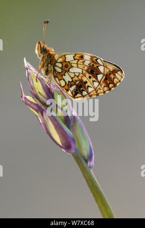 Petite perle bordé fritillary butterfly (Boloria selene), Marsland bouche, North Devon, UK. Mai. Banque D'Images