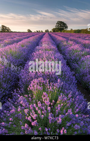La lavande (Lavandula) au champ de lavande Somerset, près de Frome, Somerset, Royaume-Uni. Juillet 2014. Banque D'Images
