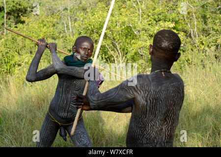 &# 39;Donga&# 39 ; stick de combattants, les jeunes hommes de la tribu Surma / Suri. La vallée de la rivière Omo, en Ethiopie, en septembre 2014. Banque D'Images