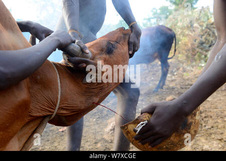 Des éleveurs de la Suri / tribu Surma drainant le sang de la veine jugulaire d'une vache à boire. La vallée de la rivière Omo, en Ethiopie, en septembre 2014. Banque D'Images