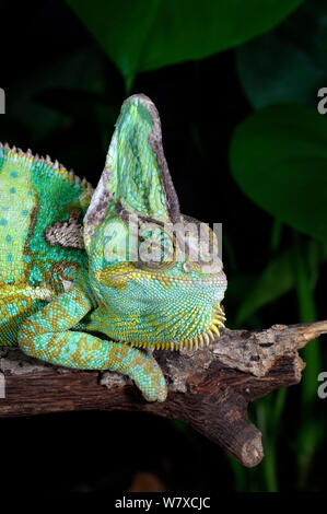 (Chamaeleo calyptratus Caméléon voilée), captif de l'Arabie saoudite et au Yémen Banque D'Images